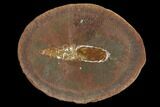 Fossil Brachiopod (Lingula) Pos/Neg - Illinois #120876-1